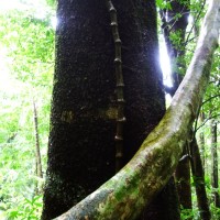 Struggling to the canopy
