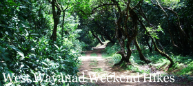 West Wayanad Weekend Hikes