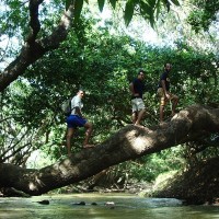 Crossing over tree bridges